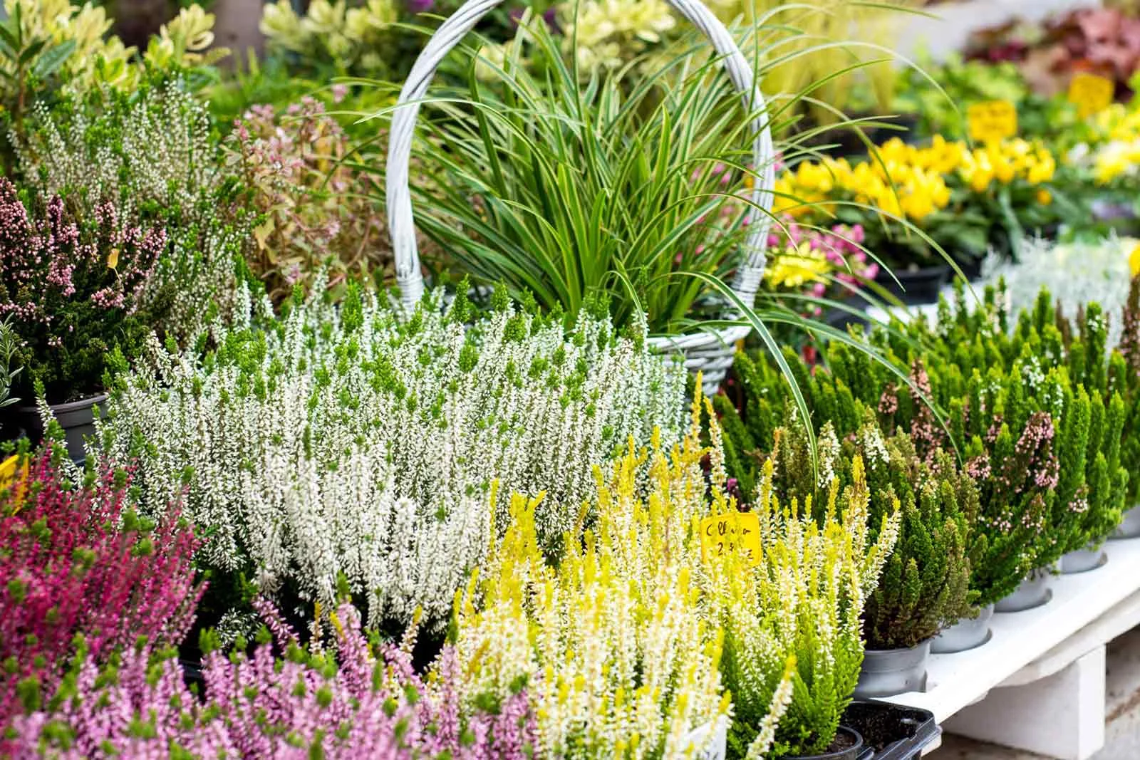 Flower shop display design with outdoor wooden stands and colorful plant arrangements