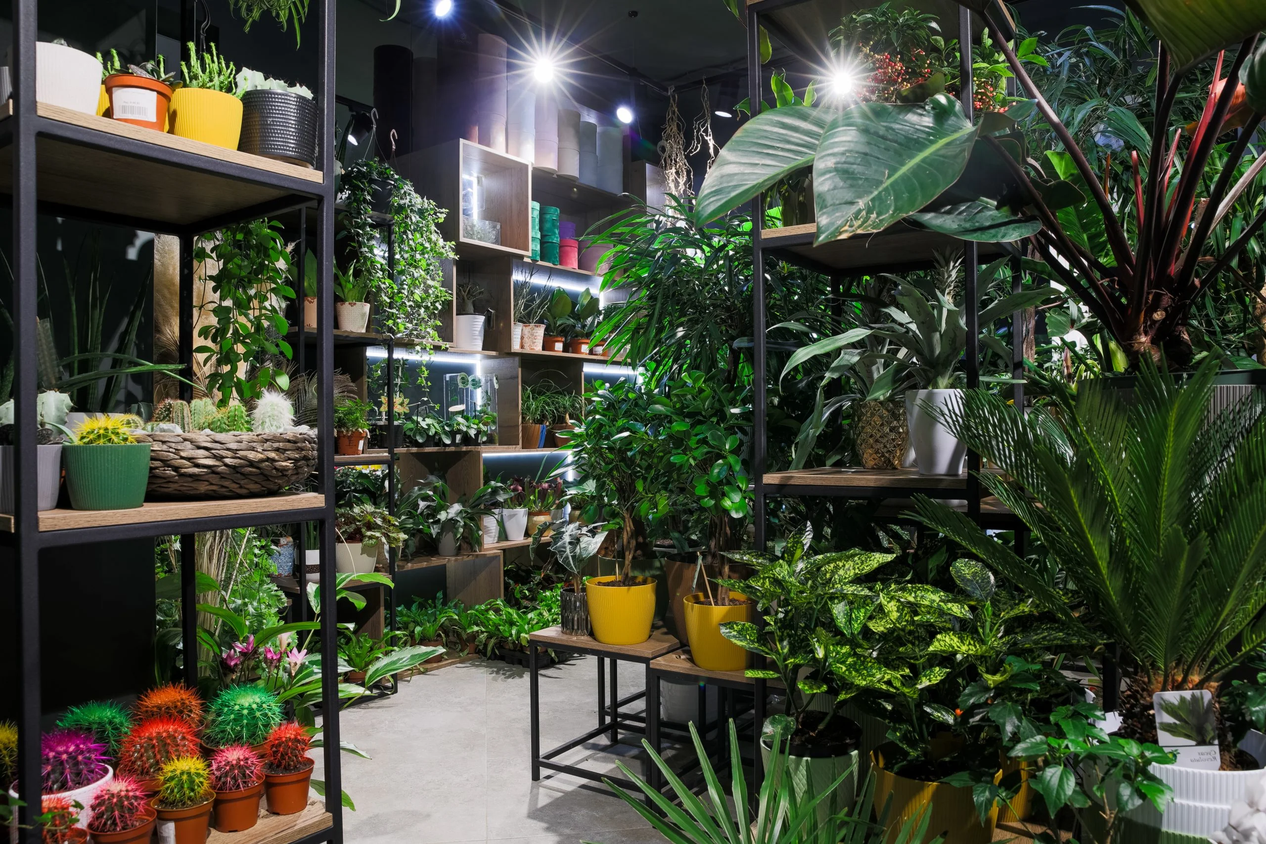 Indoor flower shop shelving design with potted plants and decorative greenery display